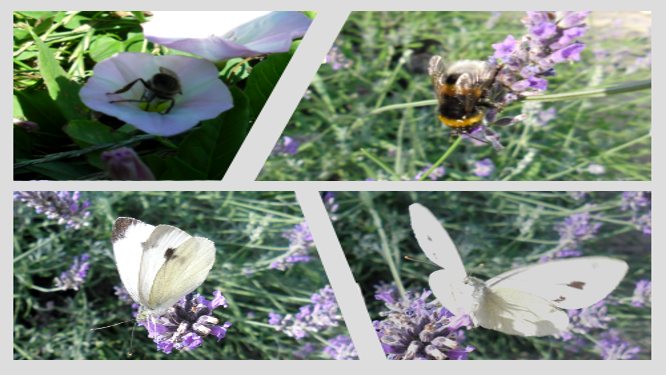 Eines der Bilder in dieser Galerie.